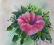 hibscus flower painting in oils